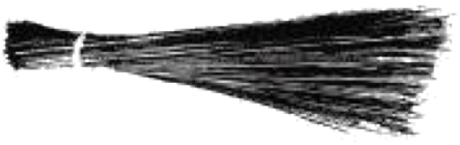 AAP symbol